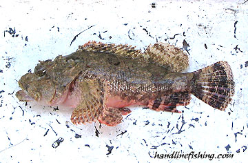 scorpion fish bite