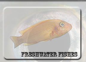 Fishes found in freshwater reservoirs and streams