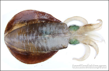 Bigfin Reef Squid