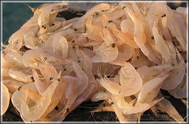 Jawala shrimp
