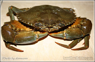 Mud Crab