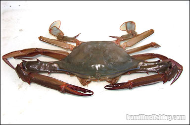 Long-eyed Swimming Crab