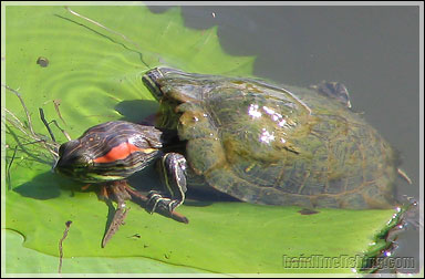 Red-eared Terrapin