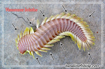 Bristle worm