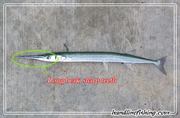 Needlefish