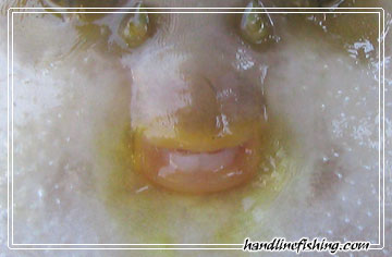 Pufferfish's mouth
