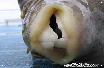 Pufferfish's teeth