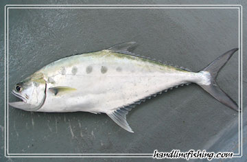 Talang Queenfish