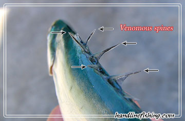 Venomous spines