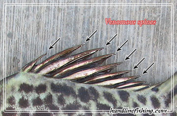 Venomous spines