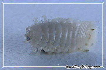Sea Lice