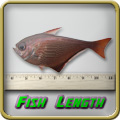 Fish Length Measurement