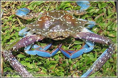 Flower Crab