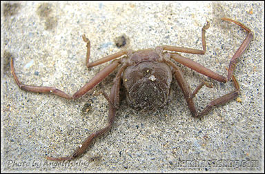 Leaf-porter Crab