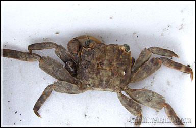 Mangrove Tree-dwelling Crab